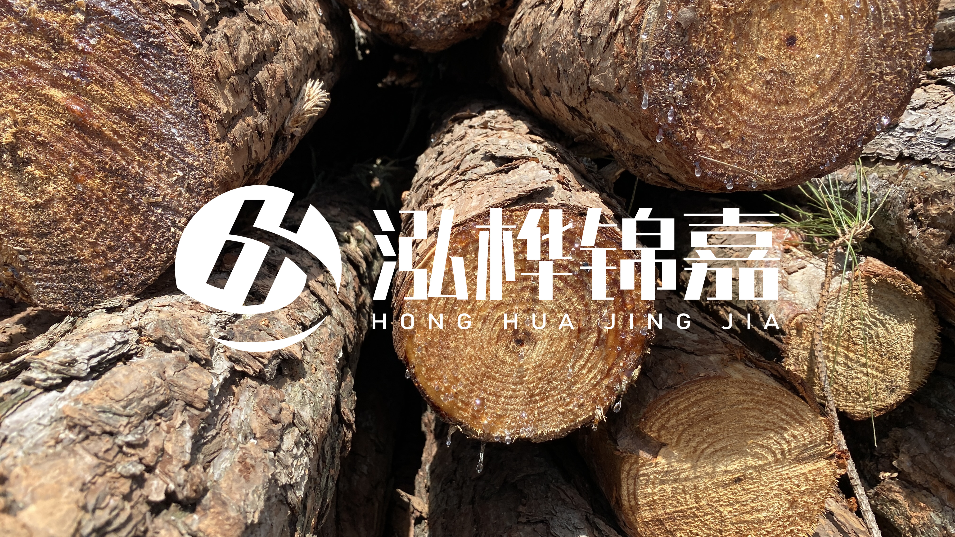 為什么要用松木樁治理河道？