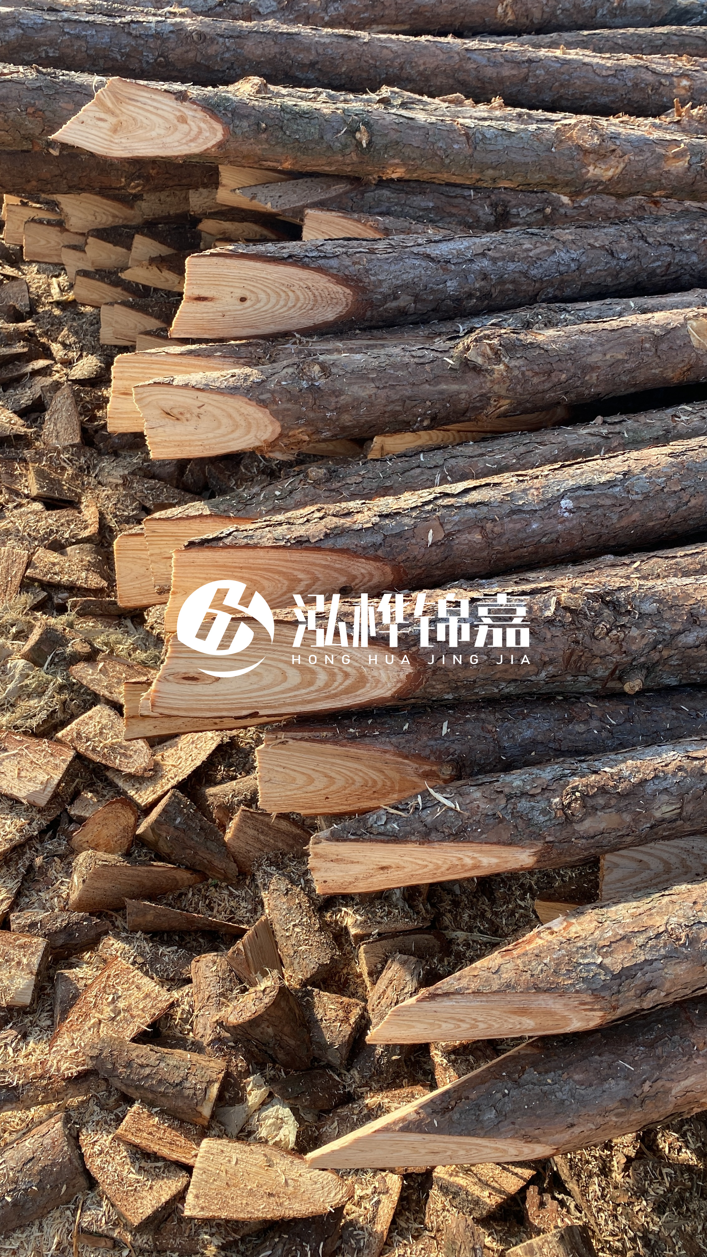 松木樁怎么分辨好壞？學(xué)會(huì)這幾招，輕松分辨松木樁好壞不踩雷！
